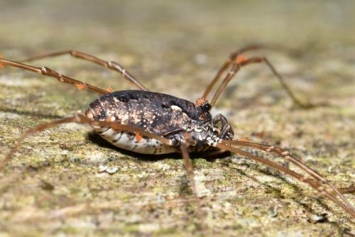 Réf. 208 783 : Platybunus sp.